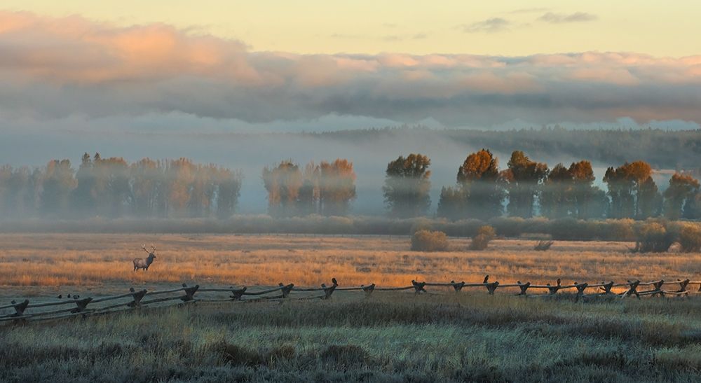 Art Print: In the Morning Mist