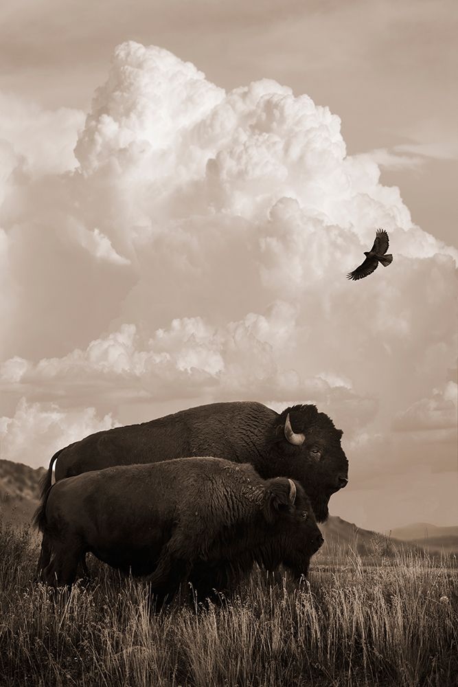Art Print: The American Buffalo