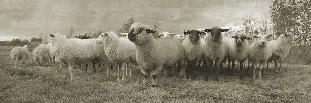 Wall Art Painting id:306126, Name: Pasture Graze 2, Artist: Phillip, Jamie