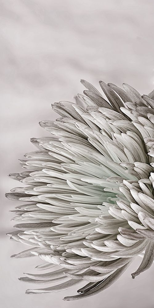 Wall Art Painting id:306154, Name: Aroma 1, Artist: Phillip, Jamie