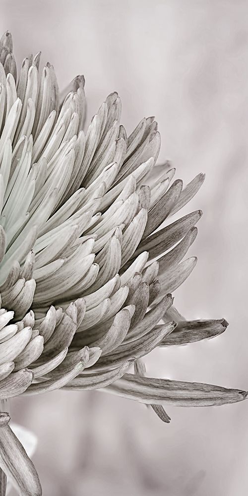 Wall Art Painting id:306155, Name: Aroma 2, Artist: Phillip, Jamie