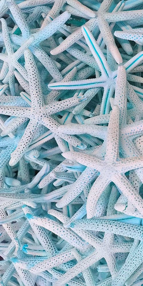 Wall Art Painting id:306144, Name: Beach Star 1, Artist: Phillip, Jamie