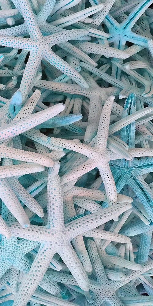 Wall Art Painting id:306145, Name: Beach Star , Artist: Phillip, Jamie