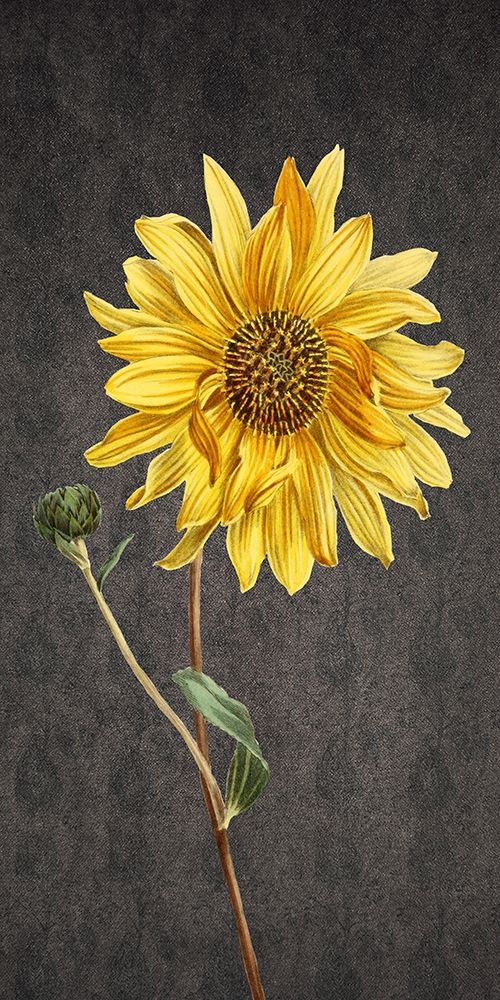 Wall Art Painting id:306146, Name: Botanic, Artist: Phillip, Jamie