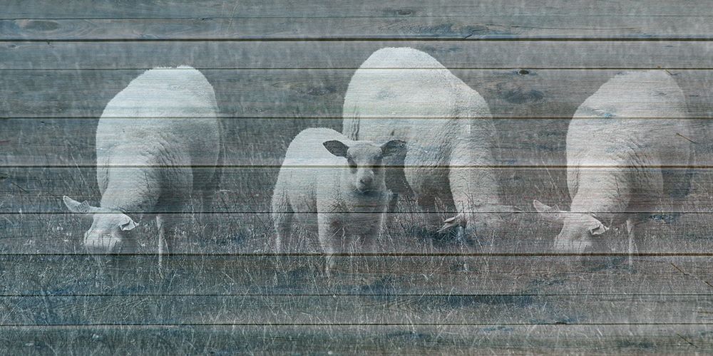 Wall Art Painting id:306177, Name: Sheepish 2, Artist: Phillip, Jamie