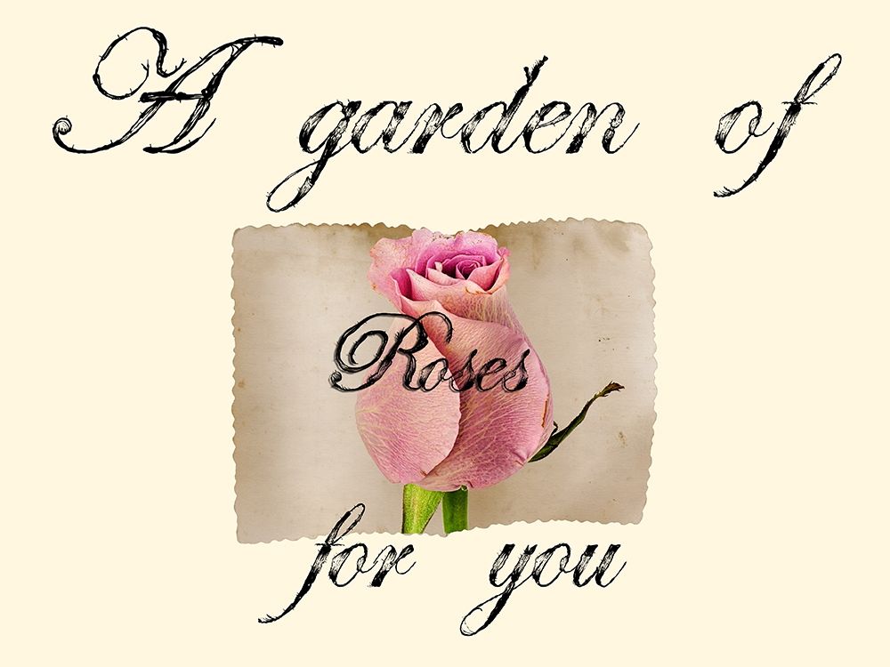 Wall Art Painting id:306228, Name: Pink Rose, Artist: Phillip, Jamie