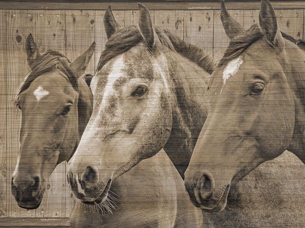 Wall Art Painting id:306218, Name: Companion, Artist: Phillip, Jamie