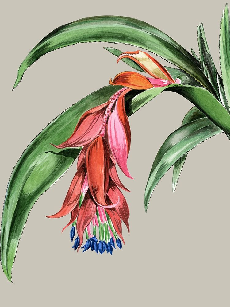 Art Print: Crimson Bloom