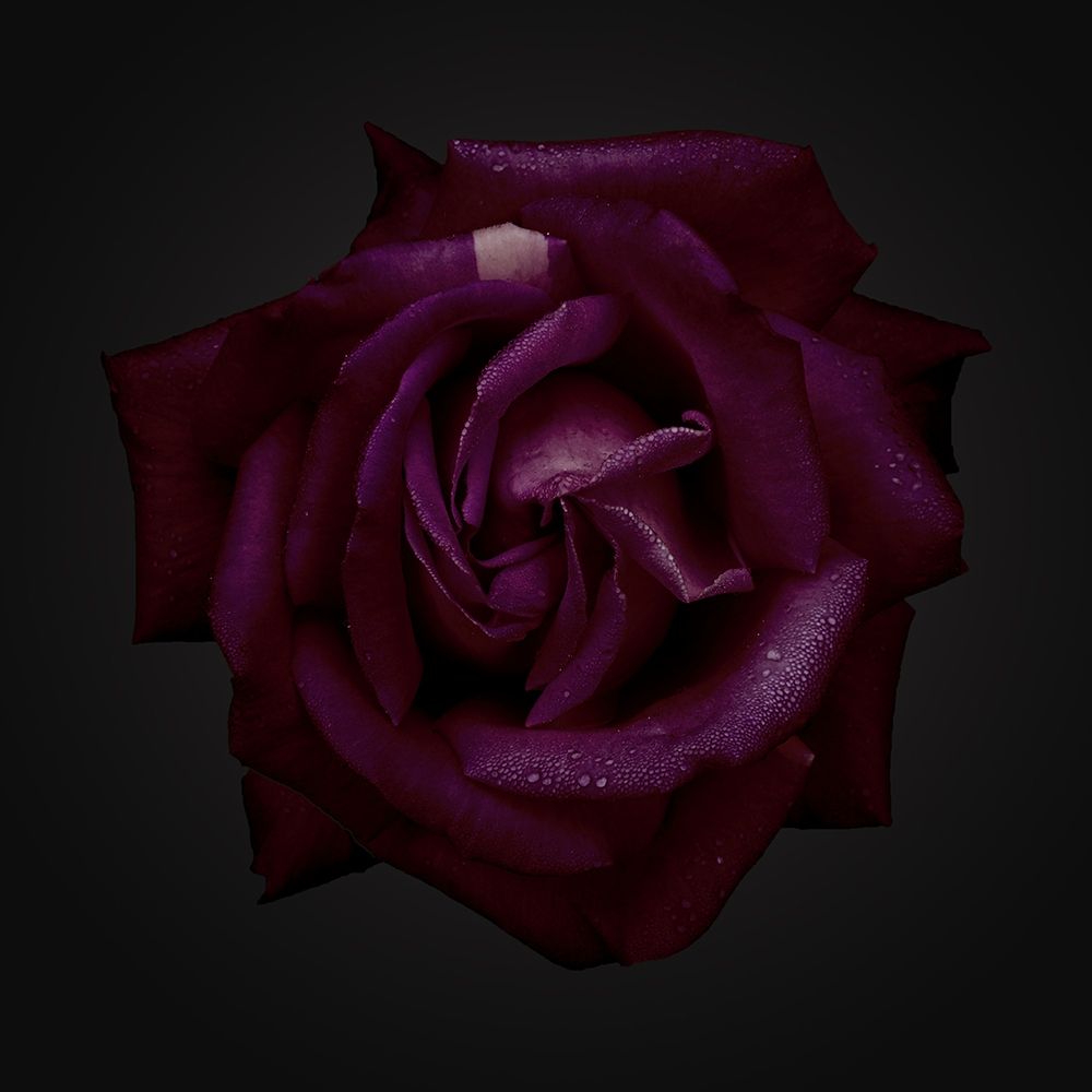 Art Print: Enchantress