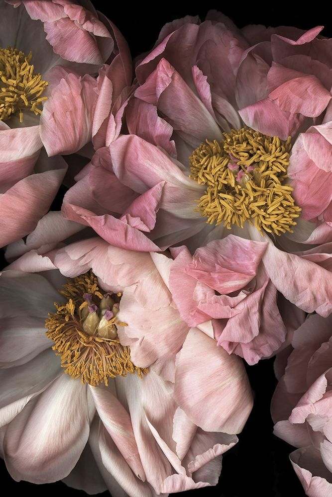 Wall Art Painting id:310734, Name: Hopeful II, Artist: Urban Road