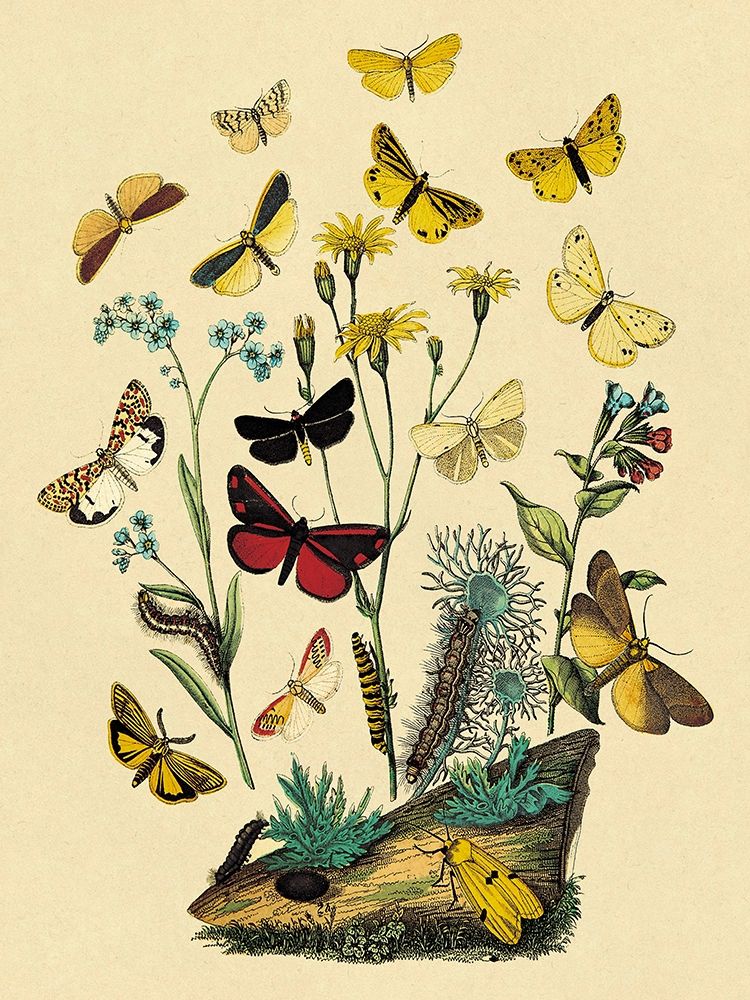 Art Print: Moths: C. Miniata, S. Aurita, et al.