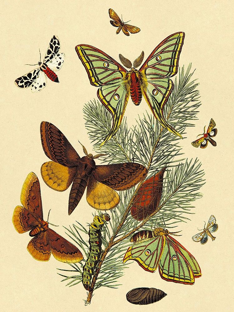 Wall Art Painting id:347872, Name: Moths: E. Pudica, E. Pantheria, S. Caecigena, L. Lineosa, Artist: Kirby, W. F.