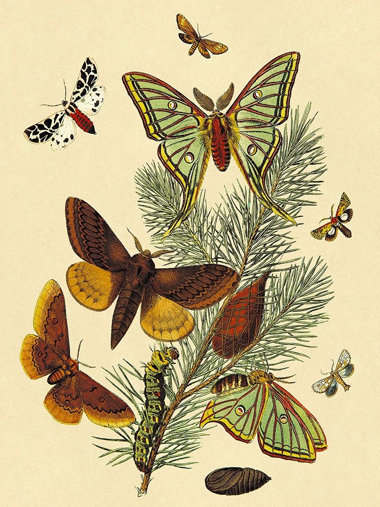 Art Print: Moths: E. Pudica, E. Pantheria, S. Caecigena, L. Lineosa