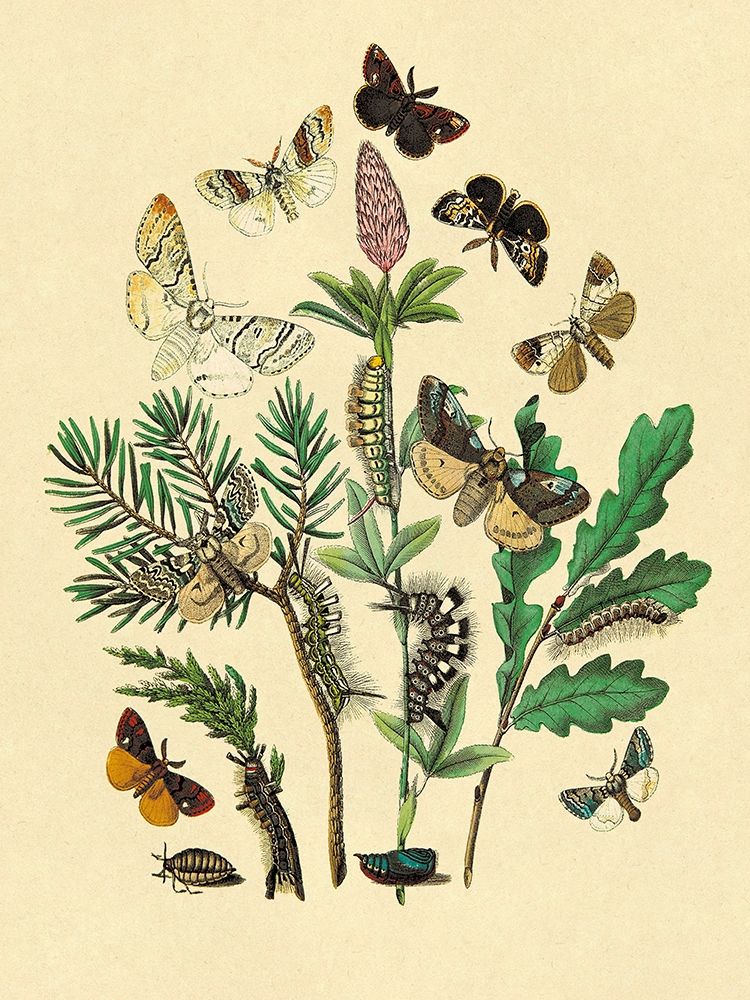 Wall Art Painting id:347874, Name: Moths: O. Gonostigma, D. Pudibunda, et al., Artist: Kirby, W. F.