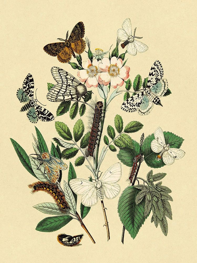 Wall Art Painting id:347875, Name: Moths: L. Salicis, O. Dispar, et al., Artist: Kirby, W. F.