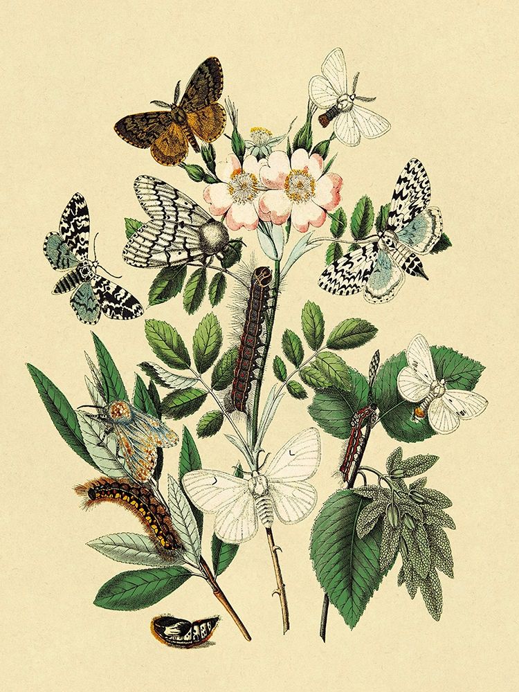 Art Print: Moths: L. Salicis, O. Dispar, et al.