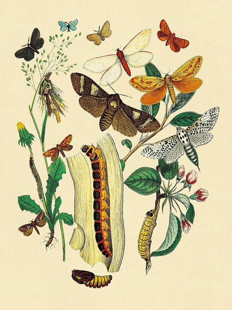 Art Print: Moths: C. Ligniperda, Z. Aesculi, et al.