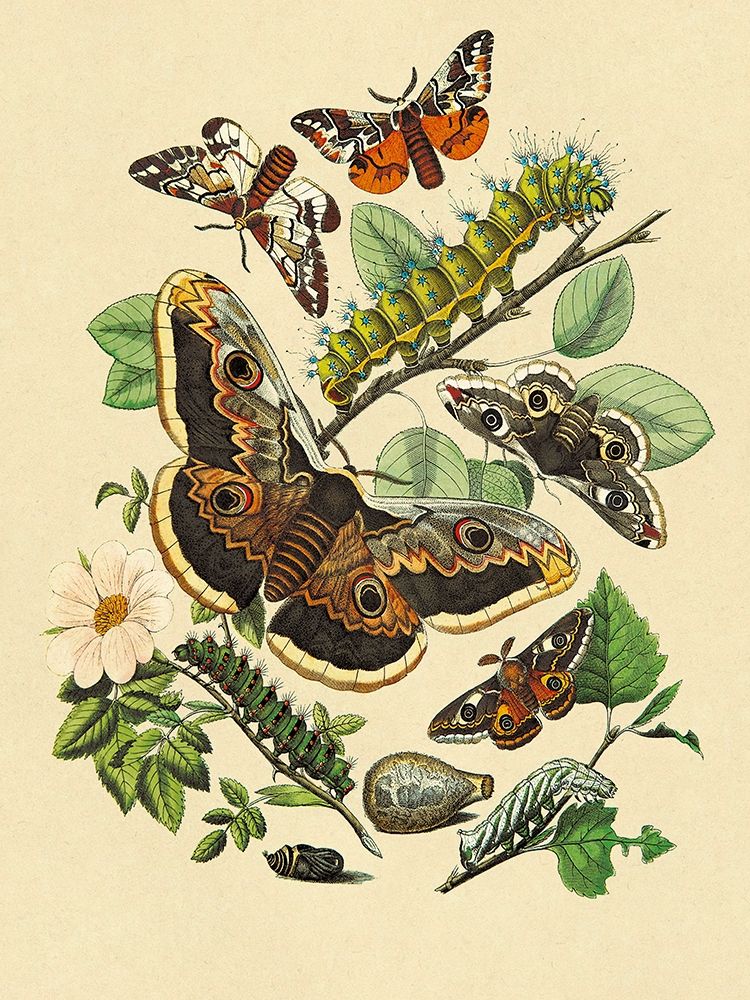 Art Print: Moths: E. Versicolora, S. Pyri, S. Carpini