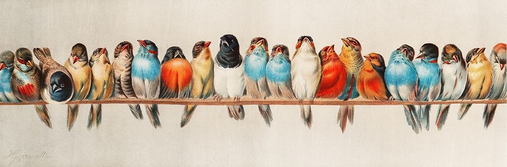 Wall Art Painting id:360593, Name: A Perch of Birds, Artist: Vintage Illustration