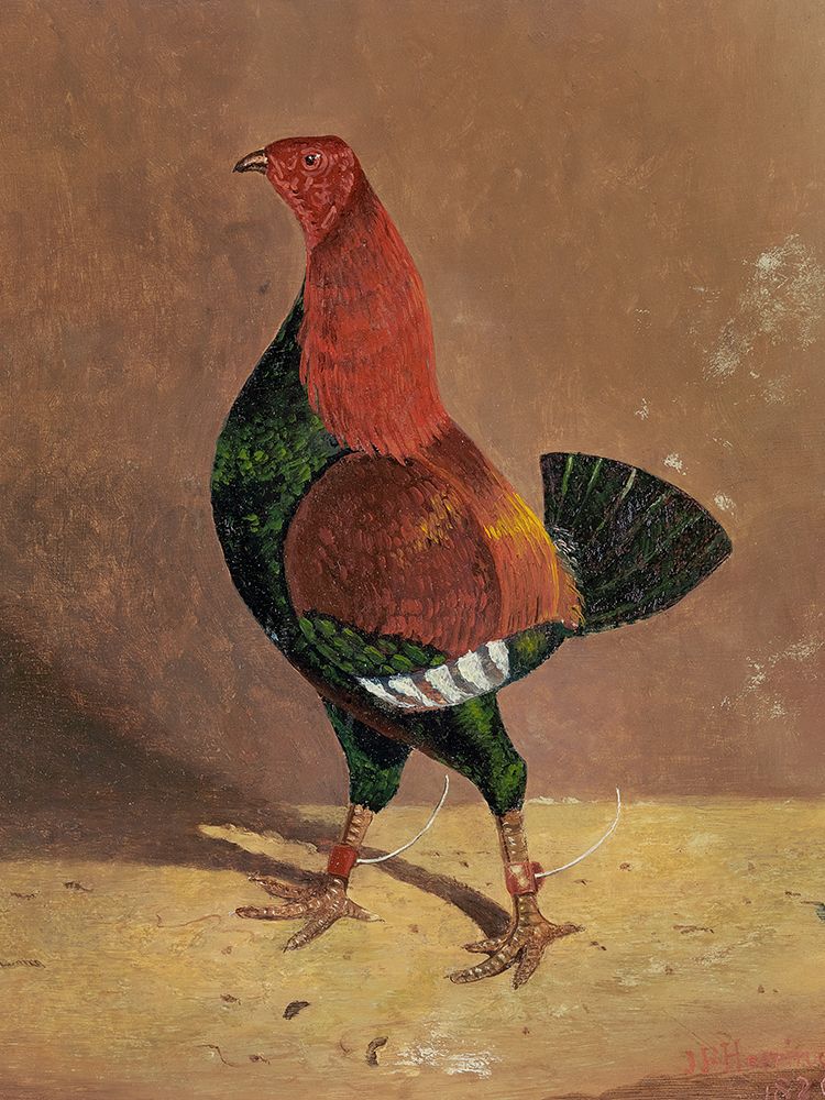 Wall Art Painting id:439581, Name: Fighting Cocks-a Dark-Breasted Fighting Cock-Facing Left, Artist: Herring, John Frederick
