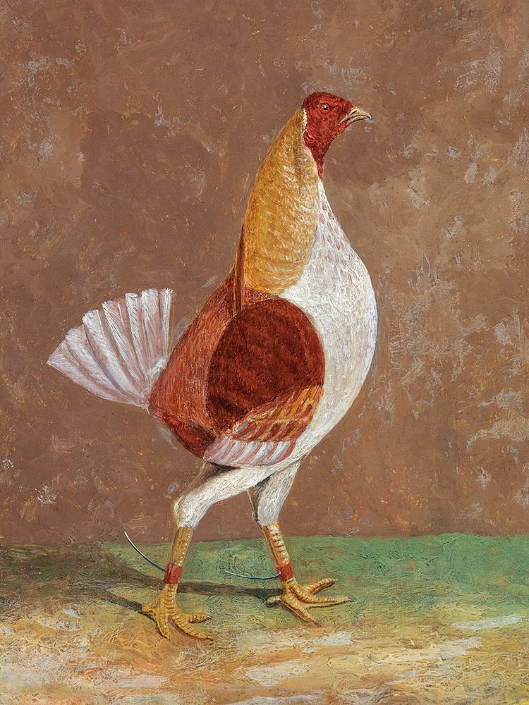 Art Print: Fighting Cocks-a Pale-Breasted Fighting Cock