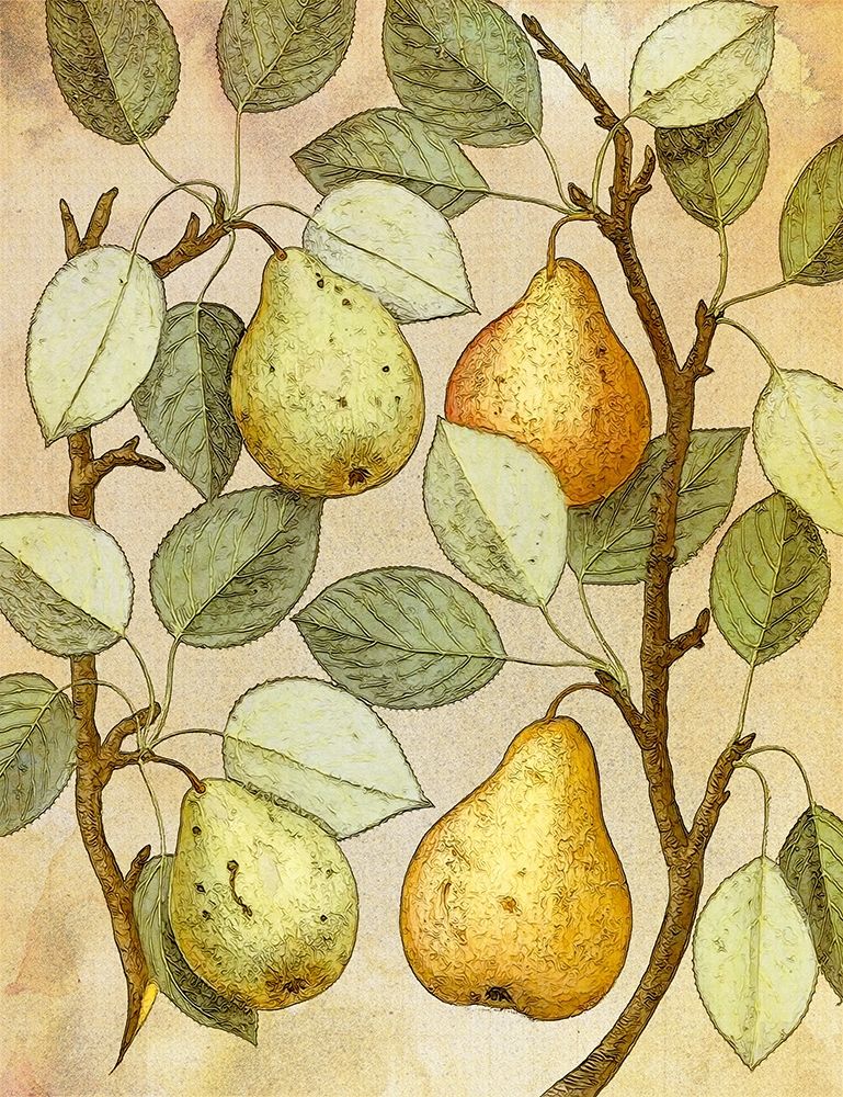 Wall Art Painting id:410892, Name: Botanical Grunge II, Artist: Hunziker, Steve