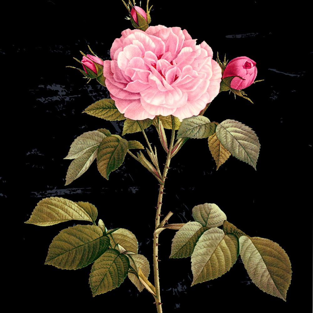 Wall Art Painting id:446222, Name: In Bloom I, Artist: Smith, Karen
