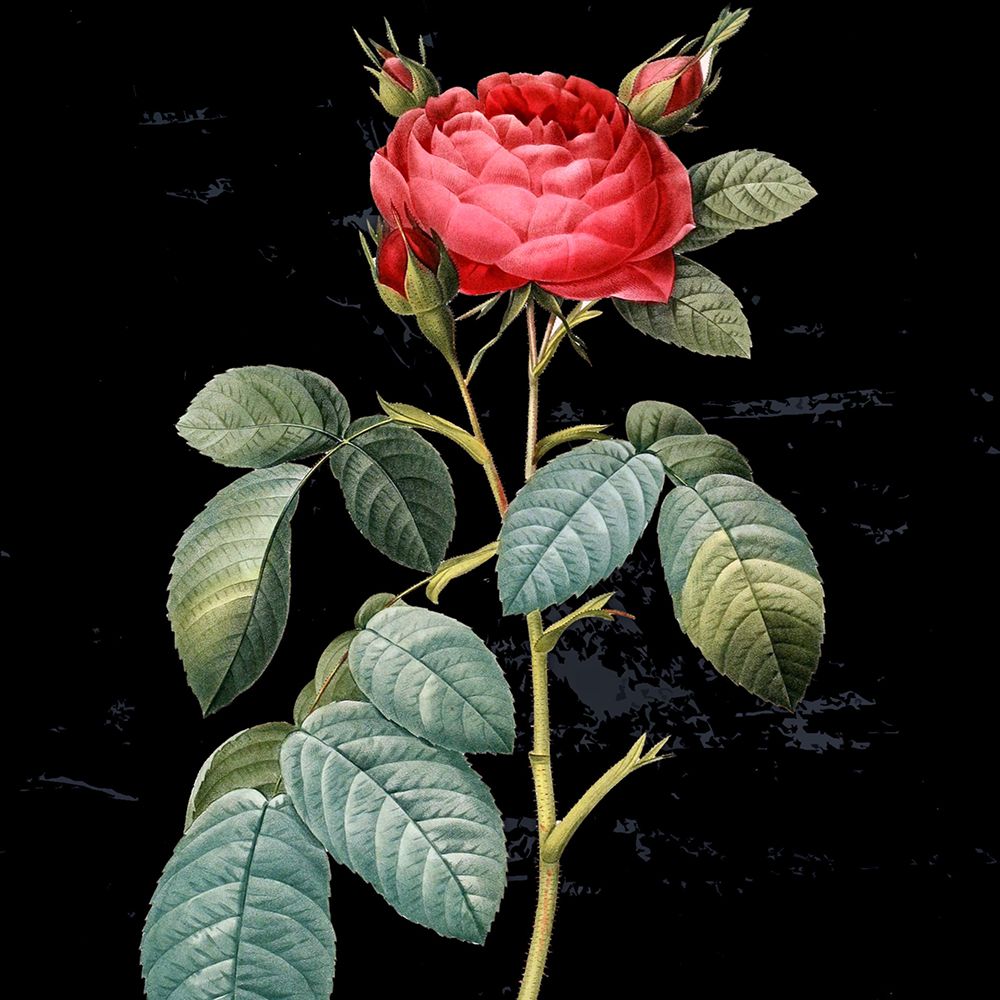 Wall Art Painting id:446223, Name: In Bloom II, Artist: Smith, Karen