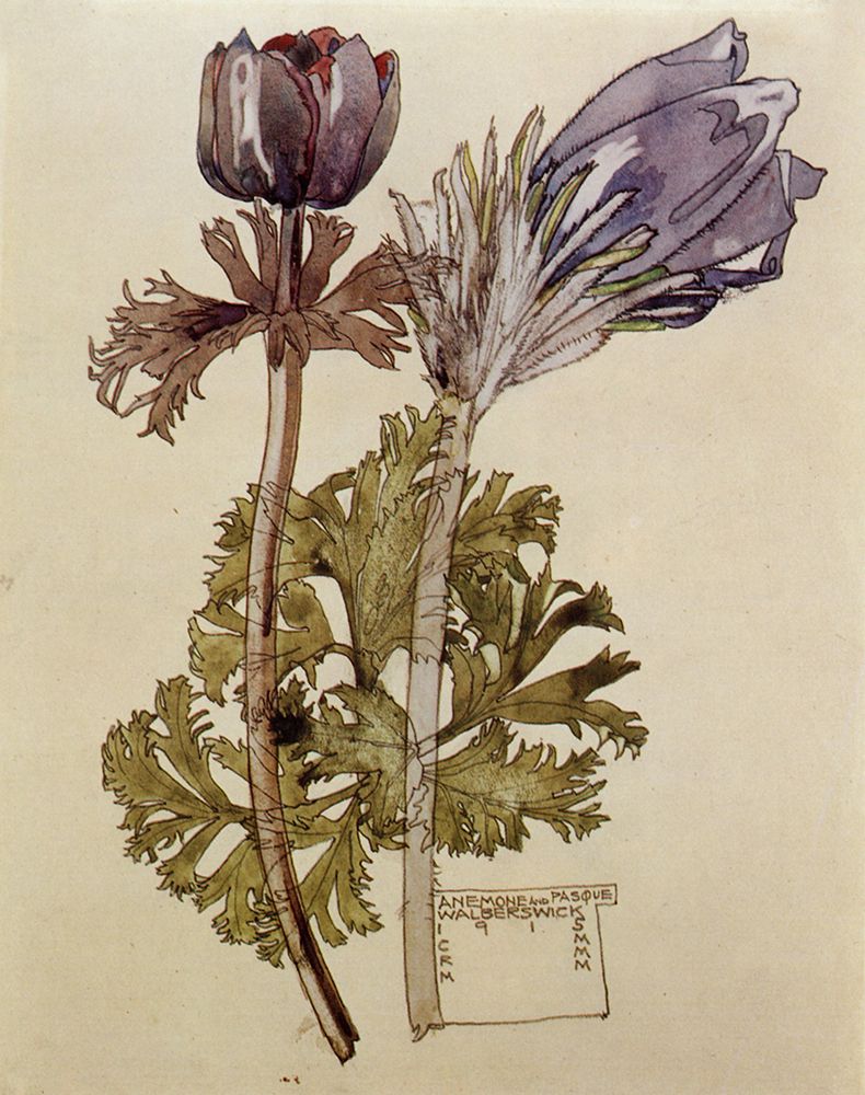Wall Art Painting id:764665, Name: Anemone and Pasque, Walberswick 1915, Artist: Mackintosh, Charles Rennie