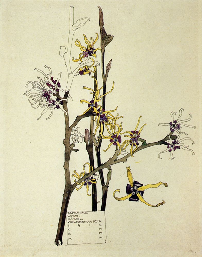 Wall Art Painting id:764672, Name: Japanese Witch Hazel 1915, Artist: Mackintosh, Charles Rennie
