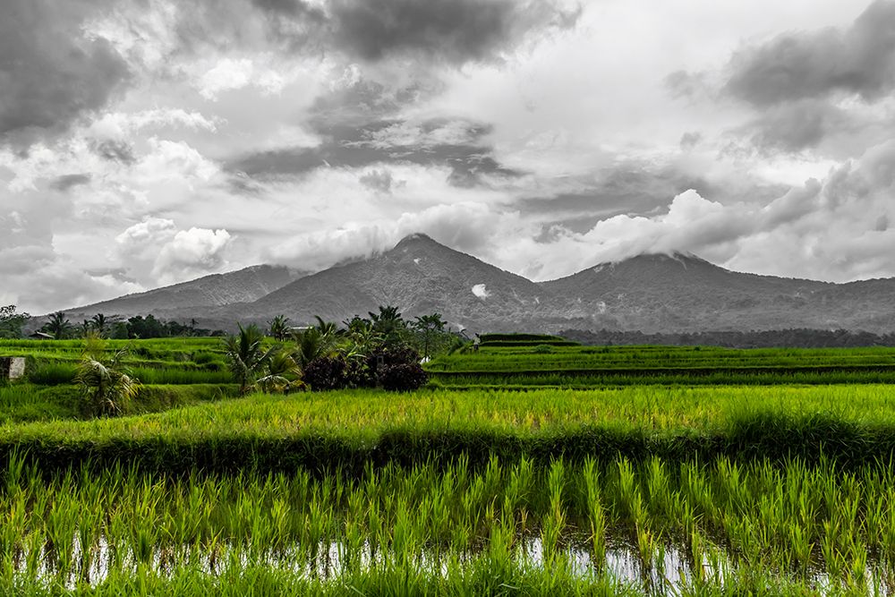 Art Print: Bali Rice Fields