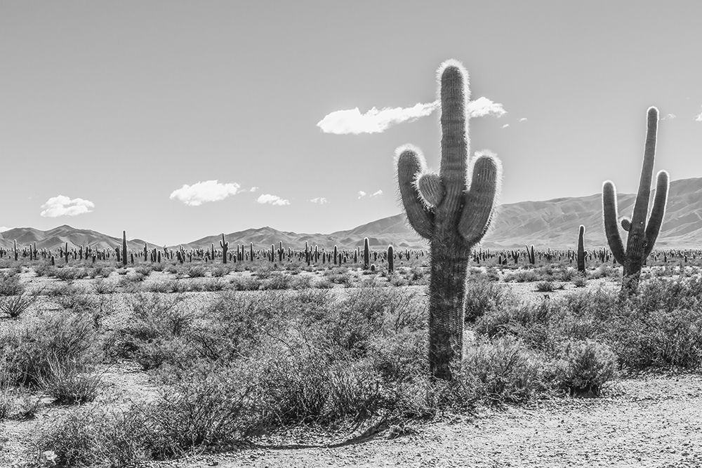 Art Print: Cactus Argentina I