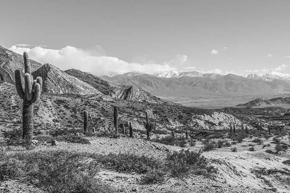 Art Print: Cactus Argentina II