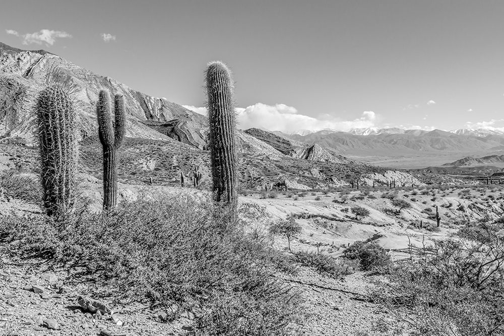 Art Print: Cactus Argentina III