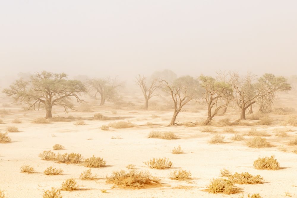 Art Print: Namibia Dust Storm