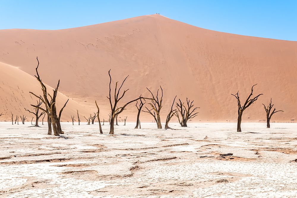 Art Print: Namibian Dead Trees 2