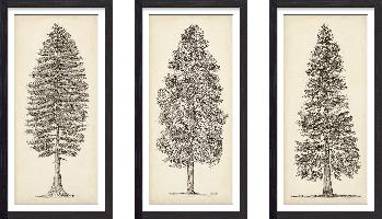 Set of wall art painting,Pacific Northwest Tree Sketch