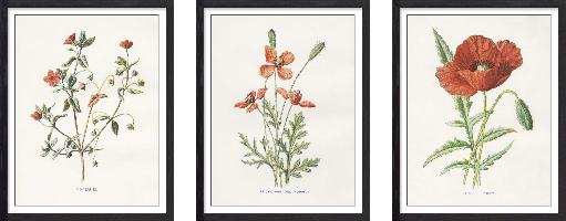 Set of wall art painting,Scarlet Poppy